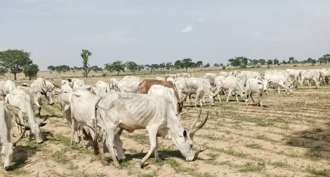 Cattle grazing on open land
